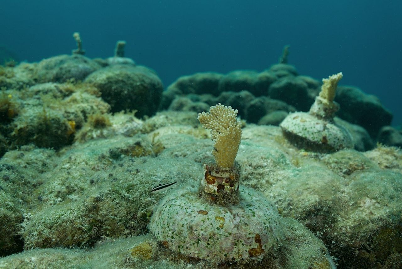 A través de la biotecnología se realiza por primera vez un programa de restauración en el arrecife Punta Sur