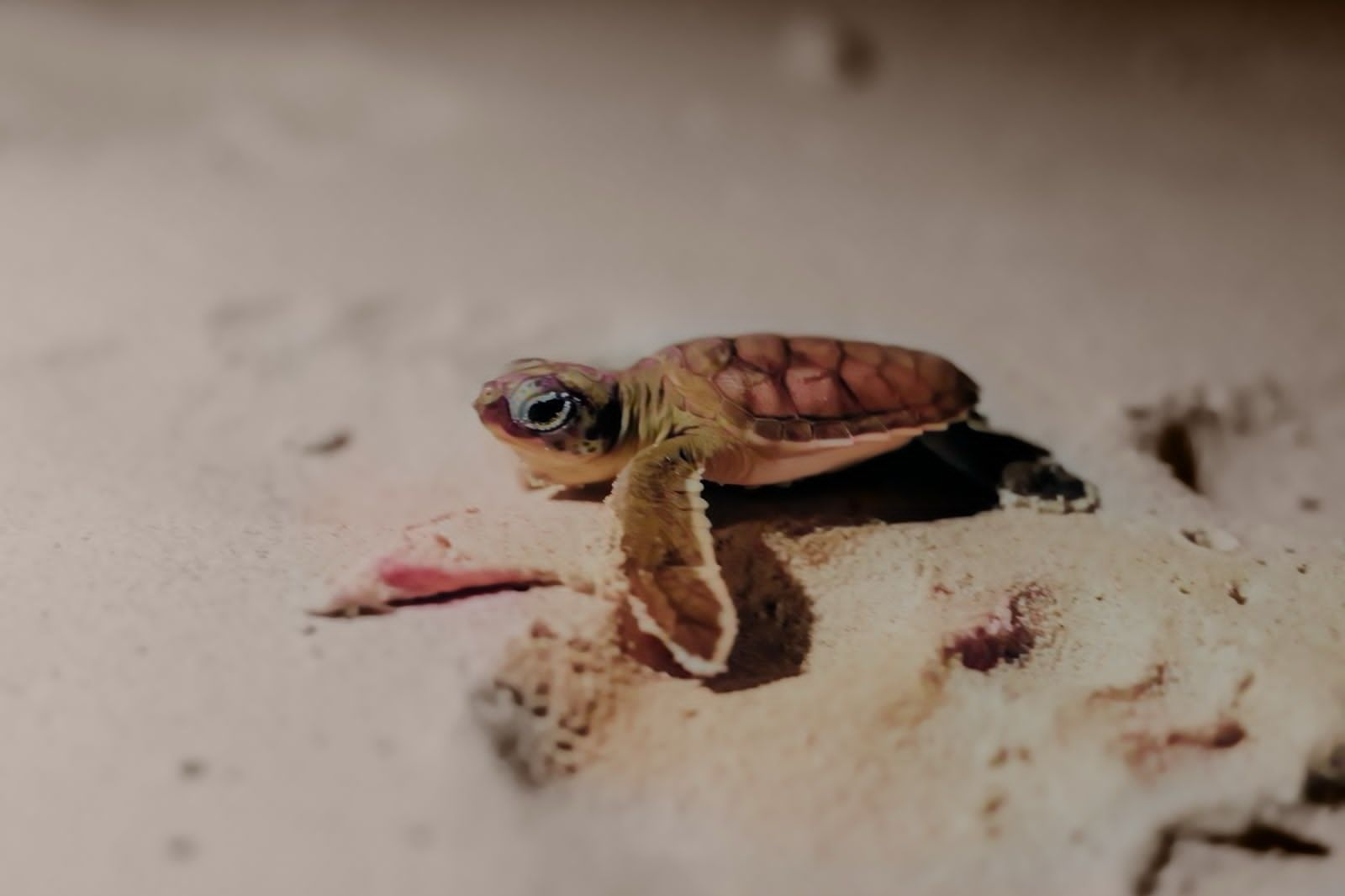 Ayuntamiento de Tulum cumple con la conservación y protección de tortugas marinas