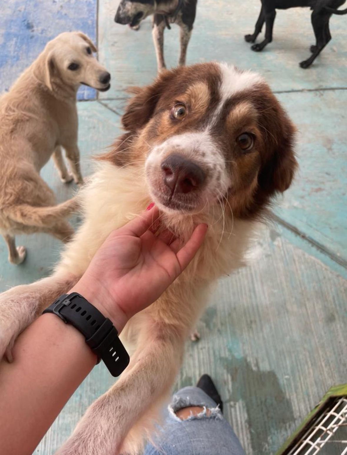 Centro de Bienestar Animal en Felipe Carrillo Puerto rehabilita exitosamente a caninos y felinos en situación de calle