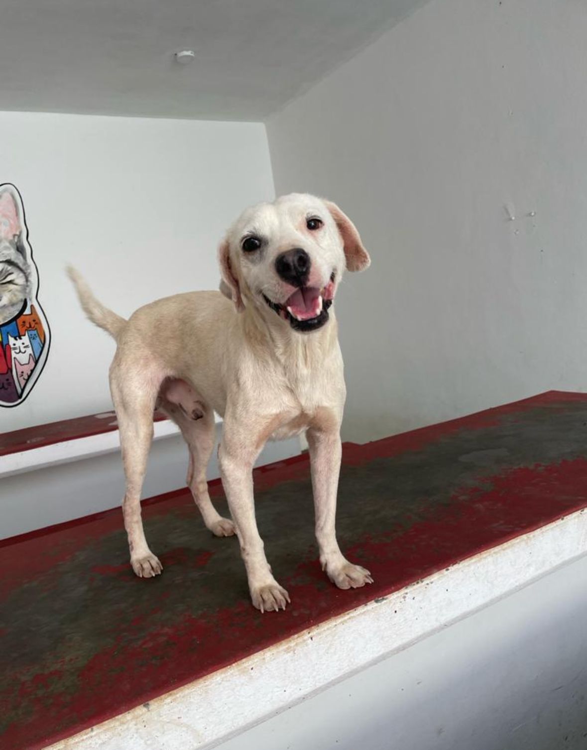 Centro de Bienestar Animal en Felipe Carrillo Puerto rehabilita exitosamente a caninos y felinos en situación de calle