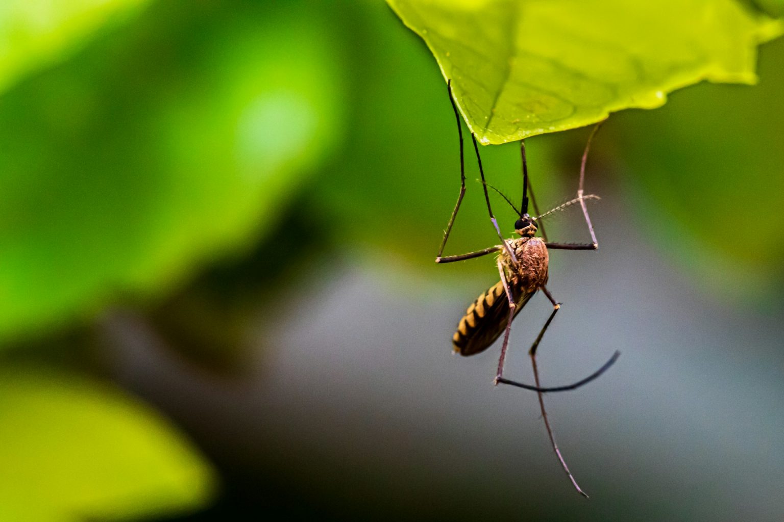 Aguakan recomienda aprender a cuidar del agua almacenada para evitar la reproducción de mosquitos