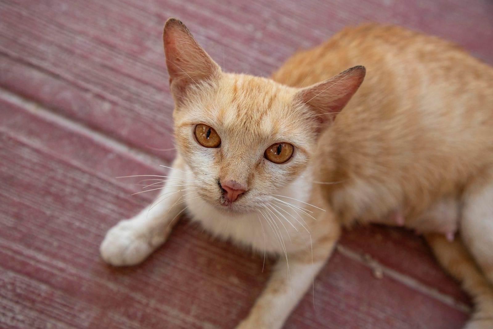 Inicia campaña de adopción de caninos en Felipe Carrillo Puerto