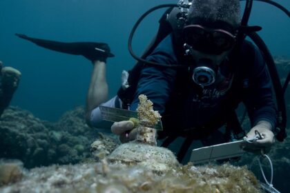 A través de la biotecnología se realiza por primera vez un programa de restauración en el arrecife Punta Sur