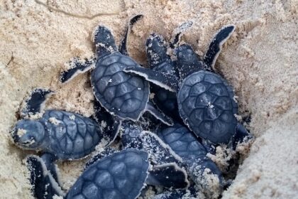 La Fundación de Parques y Museos de Cozumel registra el nacimiento de las primeras 570 tortugas de la temporada