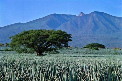 Será la agroindustria tequilera modelo mundial de sustentabilidad en el año 2030