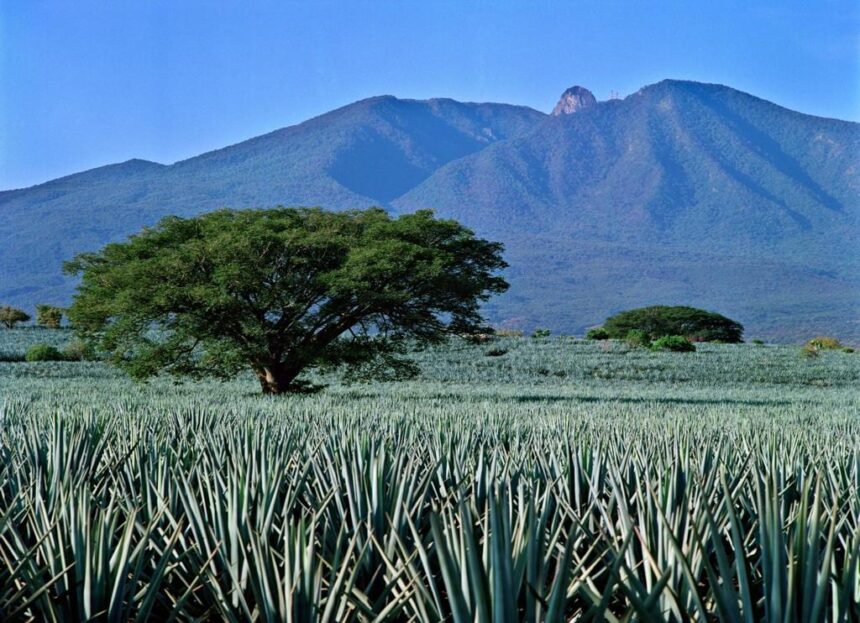 Será la agroindustria tequilera modelo mundial de sustentabilidad en el año 2030