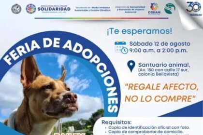 En Solidaridad se da trato digno y se promueve la adopción canina