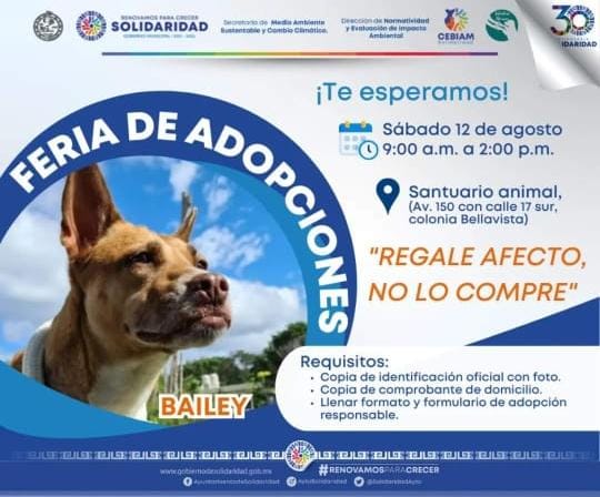 En Solidaridad se da trato digno y se promueve la adopción canina