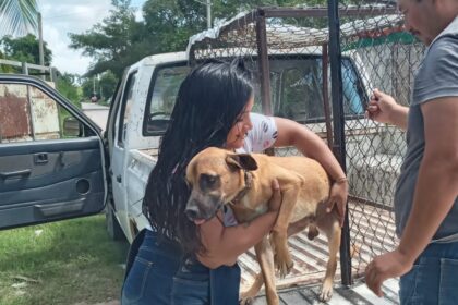 Centro de Bienestar Animal en Felipe Carrillo Puerto rehabilita exitosamente a caninos y felinos en situación de calle