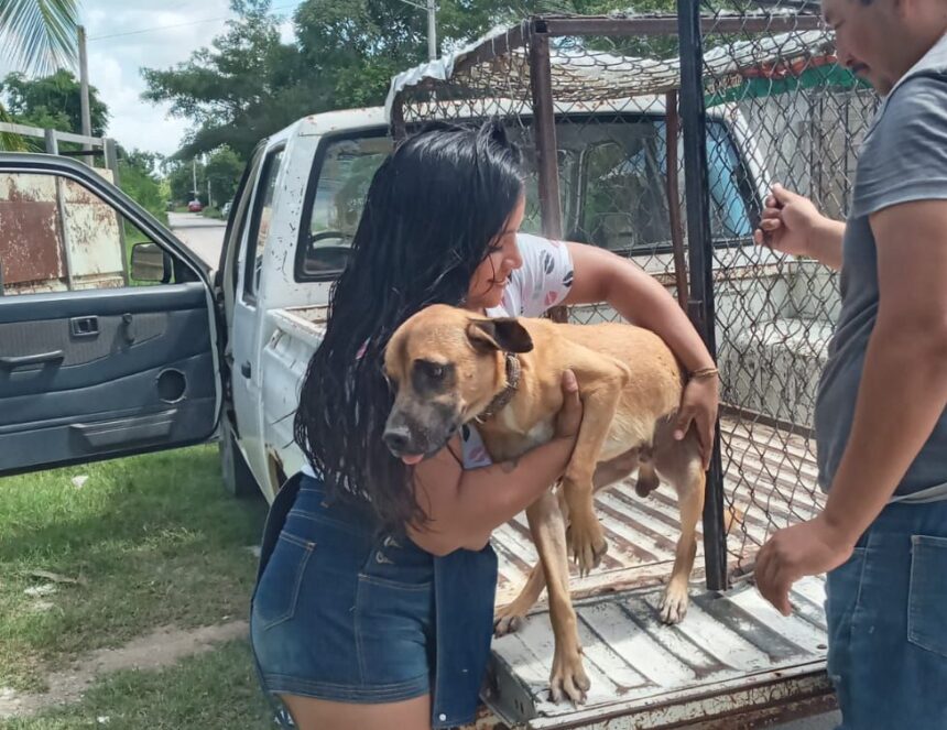 Centro de Bienestar Animal en Felipe Carrillo Puerto rehabilita exitosamente a caninos y felinos en situación de calle