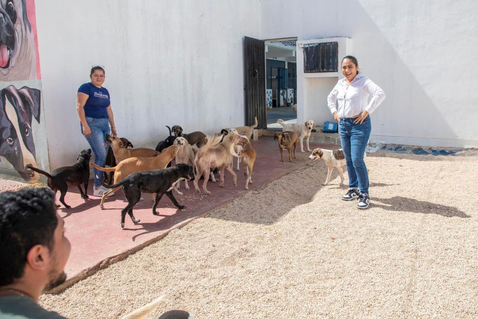 Inicia campaña de adopción de caninos en Felipe Carrillo Puerto